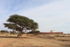 Le tombeau de Sidi Ahmed Laroussi, 21 février 2011 (P. Bergier)