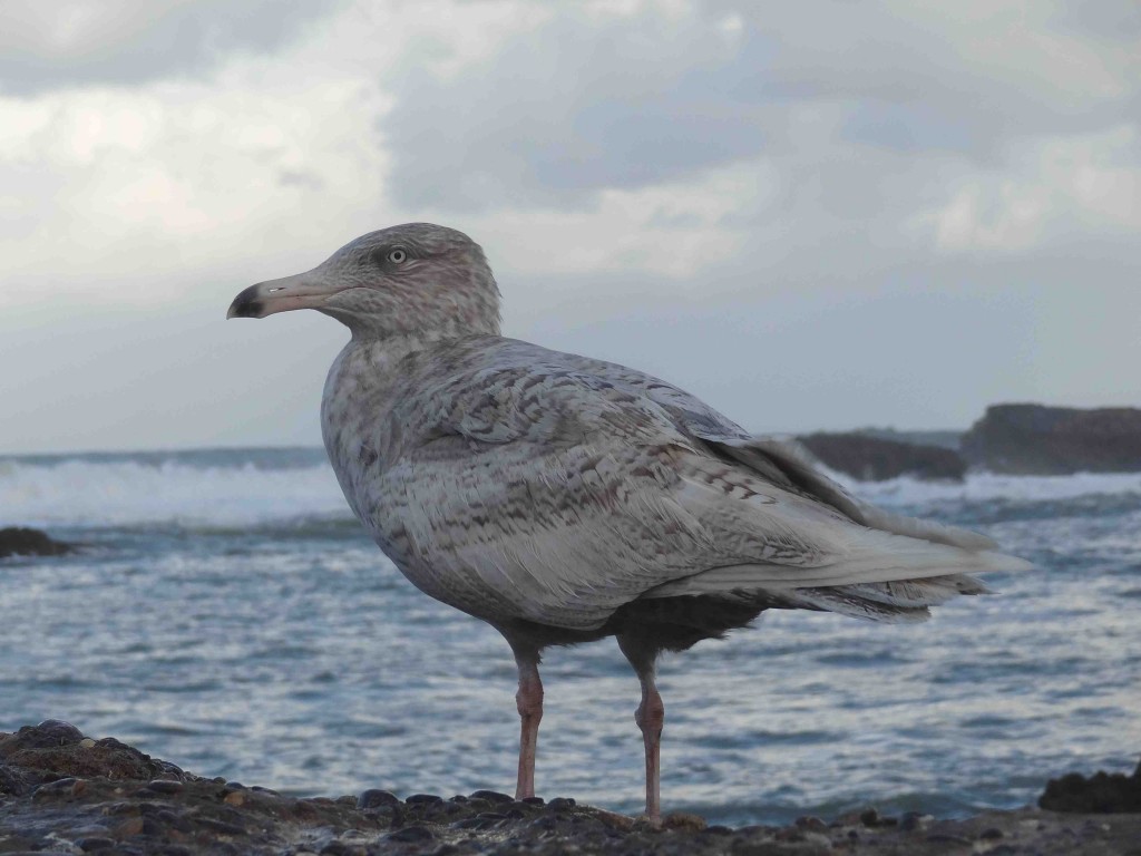 Goéland bourgmestre (Larus hyperboreus Glaucous Gull), Essaouira, 14 décembre 2014 (G. Dandliker)