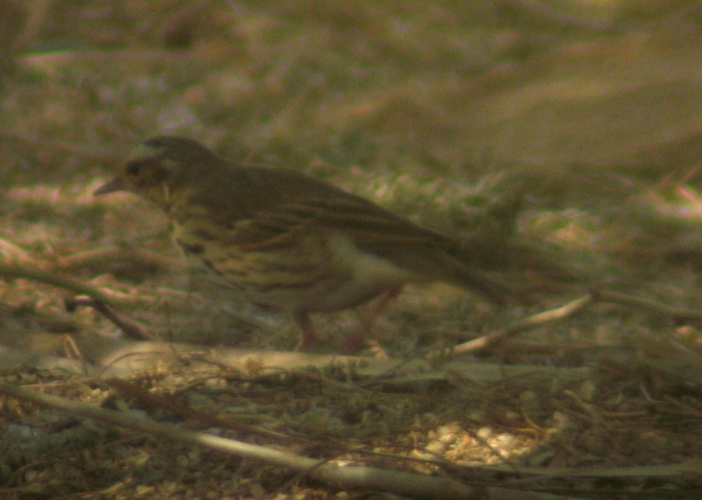 Probable Pipit à dos olive (Olive-backed Pipit, Anthus hodgsoni), Mijk, Oued Ad Deheb, 21 mars 2015 (photo Jean Chevallier)