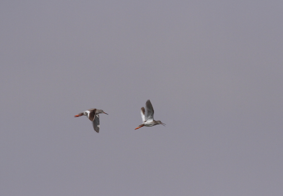 Pair of Common Redshank, Khnifiss, 26 May 2015 (Xavier Rufray)