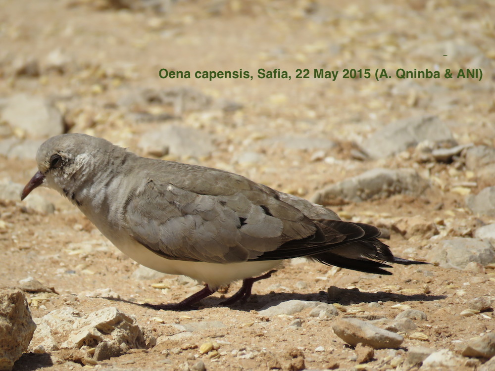 Oena capensis, Safia, 22 May 2015 (A. Qninba & ANI)
