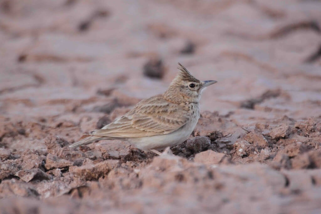 Galerida theklae, Oued Draa South of Assa, 18 Feb 2014 (P. Bergier). Originally thought to be a Crested Lark
