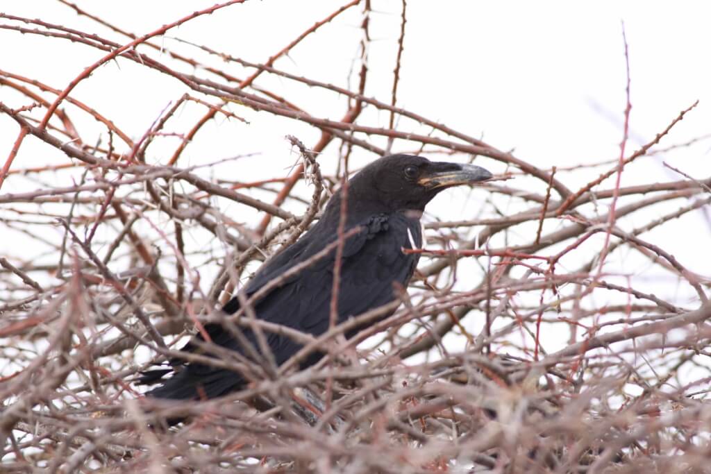 Jeune Corbeau brun, route d'Awserd, 4 février 2016