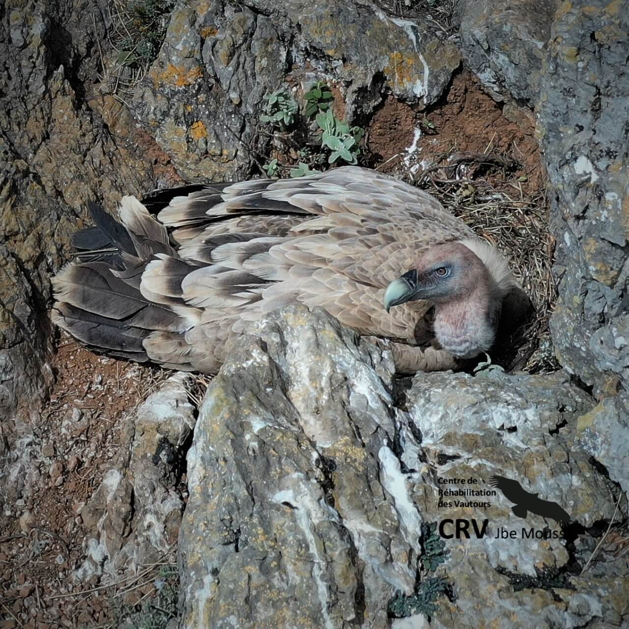 Griffon Vulture incubating its eggs at Jbel Moussa, northern Morocco (CRV Jbel Moussa, DEF, GREPOM)