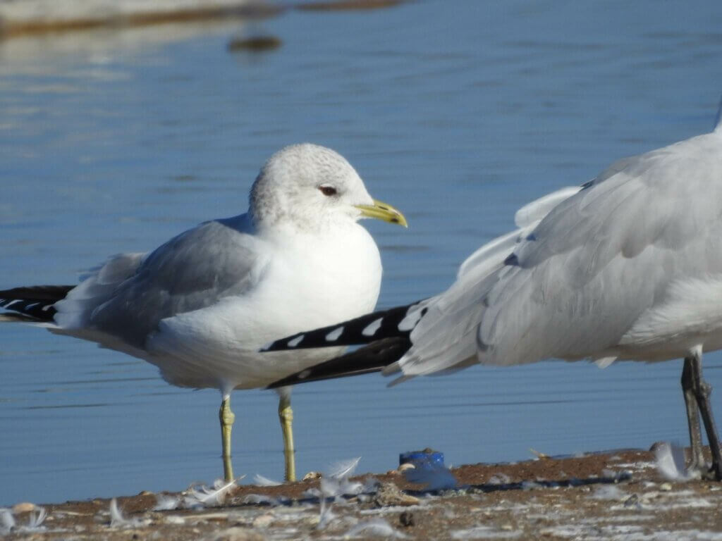 Common Gull/ Goéland cendré, Sebkha Bou Areg, Morocco, 5 January 2023 (Saïd Azaouaghe)