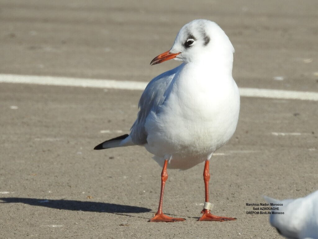 Black-headed Gull ringed in Estonia in 2019 and observed at Sebkha BouAreg, Morocco on 22 December 2022 (Saïd Azaouaghe)