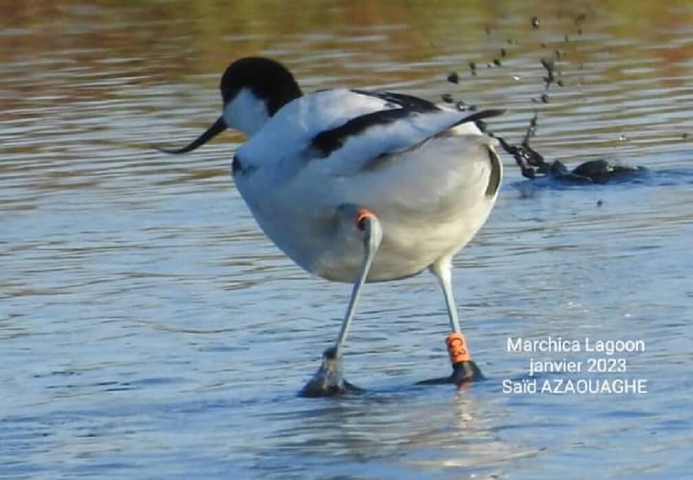 Pied Avocet ringed in Bulgaria on 5 June 2022, and observed wintering in Marchica, Morocco