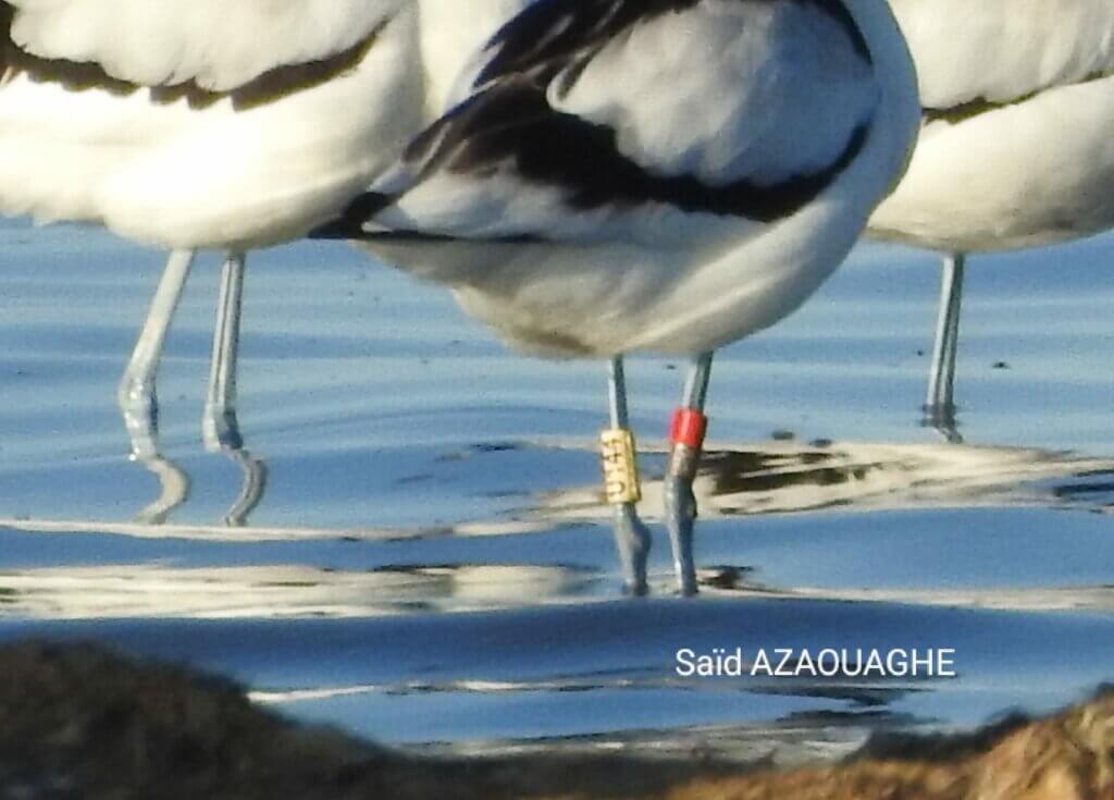 Pied Avocet ringed in Ukraine on 14 August 2020, and observed wintering in Marchica, Morocco