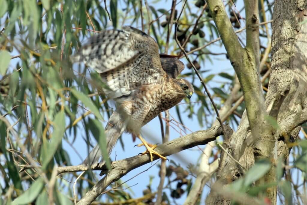 Reproduction de l’Epervier d’Europe (Accipiter nisus) dans les plaines centre-atlantiques du Maroc