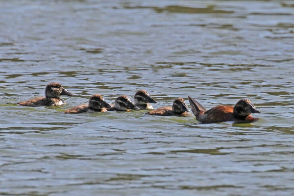 Première observation de la reproduction de l’Érismature à tête blanche Oxyura leucocephala dans une zone humide urbaine : Etang d’El Oulfa (Casablanca)