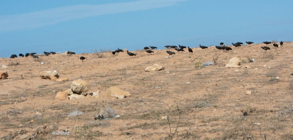 Une quarantaine d'Ibis chauve (Geronticus eremita) chassant en tandem leurs proies dans la zone de Cap de Bedouza, nord de Safi, 21/10/2023 (Abdellatif Al Ouardi)

