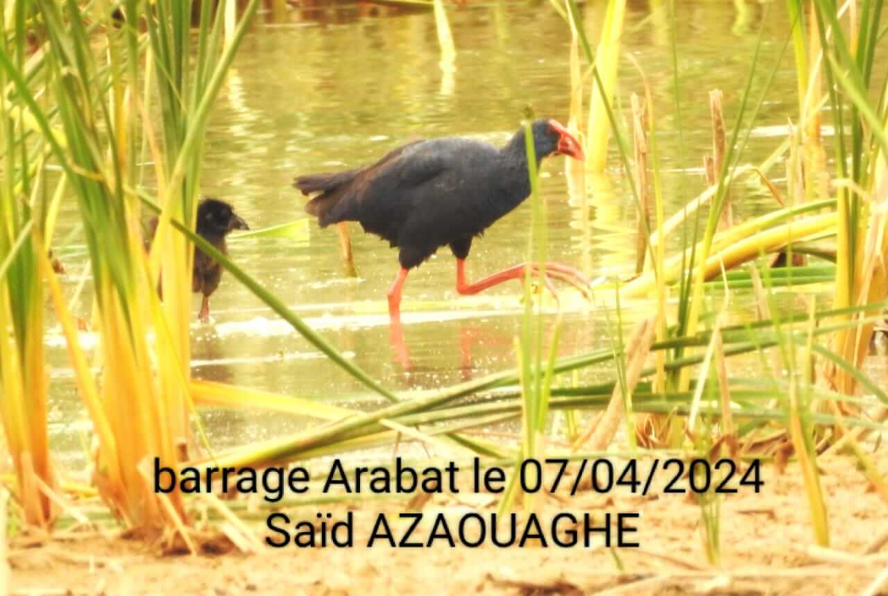 Un adulte et un poussin de Talève sultane (Porphyrio porphyrio), Barrage Arabat, nord-est du Maroc, 7/4/2024 (Saïd Azaouaghe/GREPOM).
