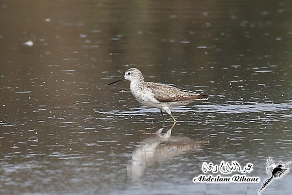 Chevalier stagnatile / Marsh Sandpiper (Tringa stagnatilis), Dayet Dar Bouazza, 04/09/2024 (Abdeslam Rihane ).