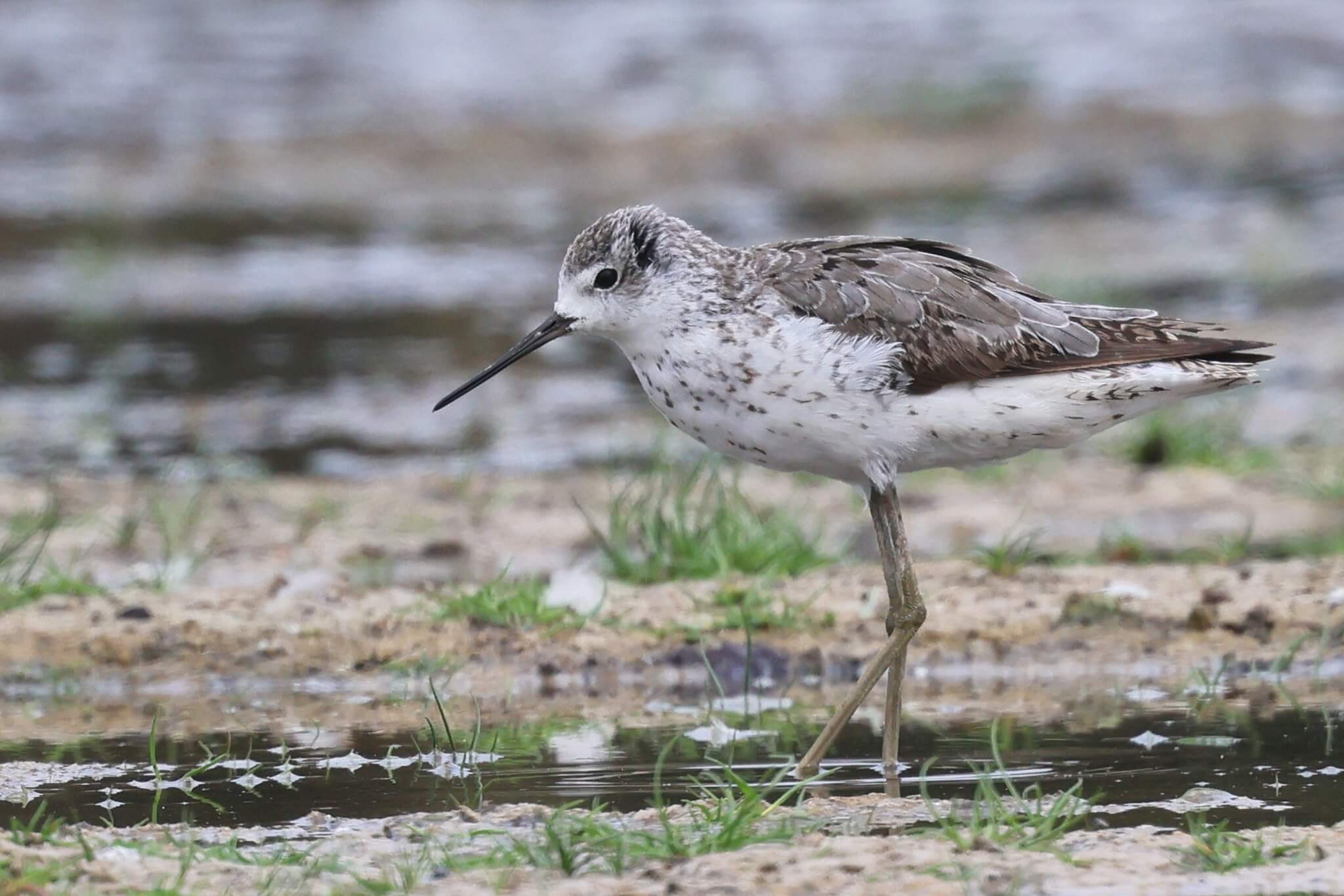 Chevalier stagnatile / Marsh Sandpiper (Tringa stagnatilis), Dayet Dar Bouazza, 31/08/2024 (Benoît Maire).