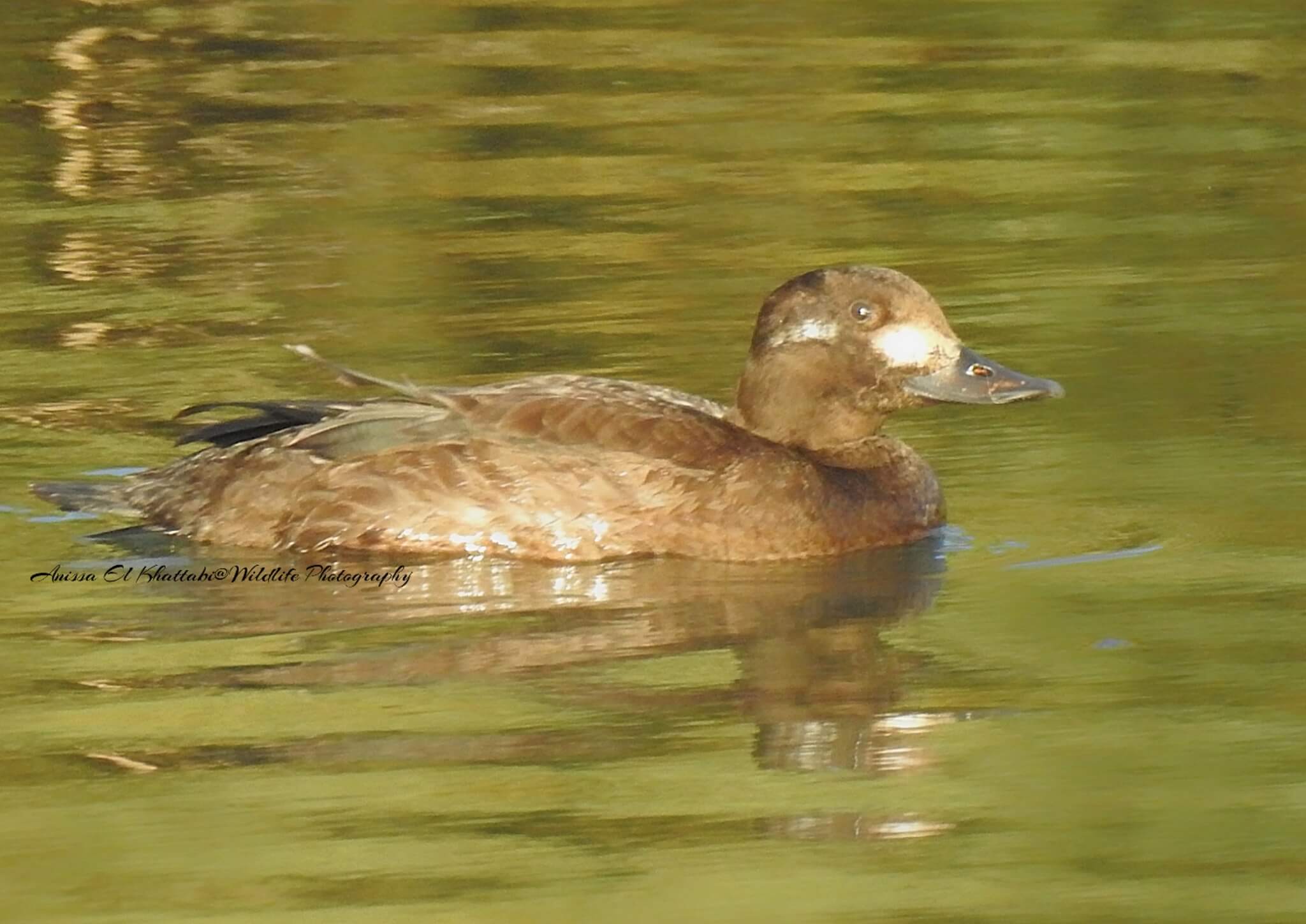 Macreuse brune (Melanitta fusca), Oued Martil, Tétouan, 21 nov. 2024 (Anissa El Khattabi)