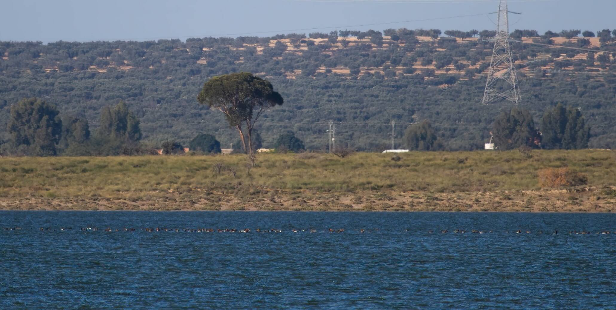Augmentation remarquable de l'effectif hivernal de la Nette rousse Netta rufina en Tunisie